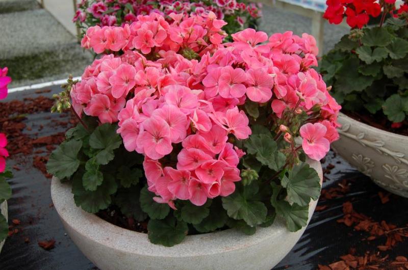 Nano F1 salmon - мини мушкато (5030)